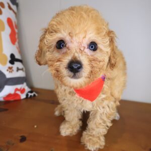 Kingpin Poodle 01 Kingpin Poodle 01