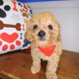 Kingpin Poodle 03