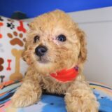 Kingpin Poodle 04