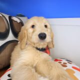 Knight Goldendoodle 01