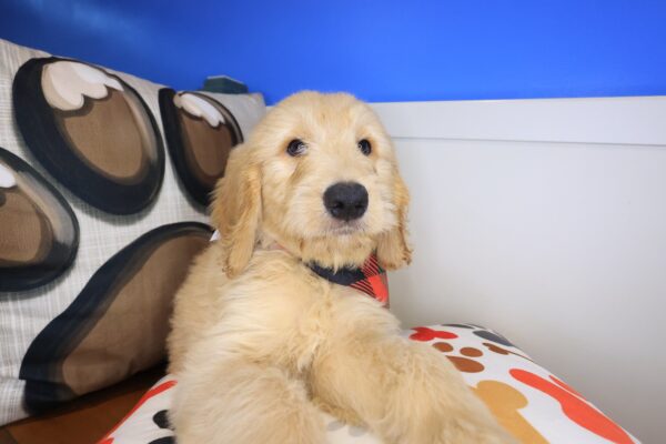 Knight Goldendoodle 01