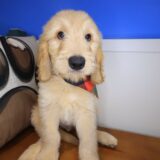 Knight Goldendoodle 02
