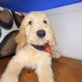 Knight Goldendoodle 04
