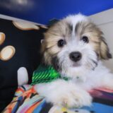 Kolkāta Teddy Bear 01