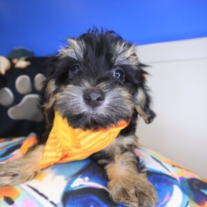 Kolt Yorkiepoo 01 Kolt Yorkiepoo 01