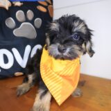 Kolt Yorkiepoo 02