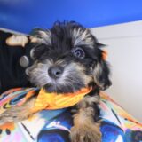 Kolt Yorkiepoo 03