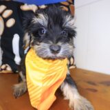 Kolt Yorkiepoo 04