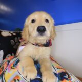 Korra Golden Retriever 01