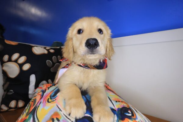 Korra Golden Retriever 01