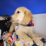 Korra Golden Retriever 03