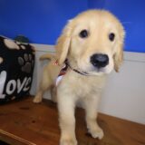 Korra Golden Retriever 04