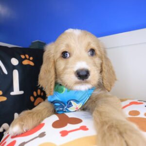 Kya Goldendoodle 01 Kya Goldendoodle 01