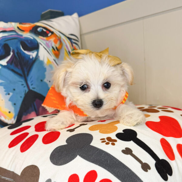 Kymberli Morkie 01
