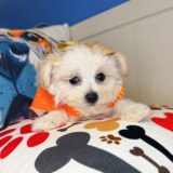 Kymberli Morkie 02