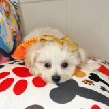 Kymberli Morkie 03