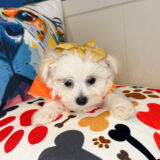 Kymberli Morkie 04