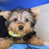 Kyro Yorkshire Terrier 01