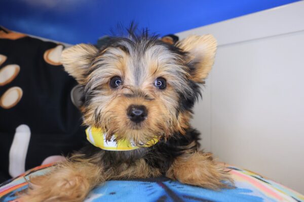 Kyro Yorkshire Terrier 01