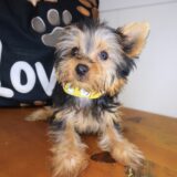 Kyro Yorkshire Terrier 02
