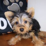 Kyro Yorkshire Terrier 03