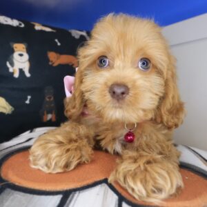 Lady Godiva Cockapoo 01