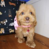 Lady Godiva Cockapoo 03