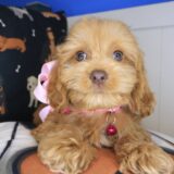 Lady Godiva Cockapoo 04