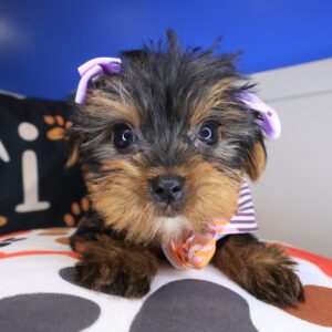 Lady Yorkshire Terrier 01 Lady Yorkshire Terrier 01
