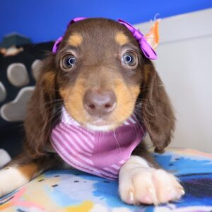 Ladybug Dachshund 01 Ladybug Dachshund 01