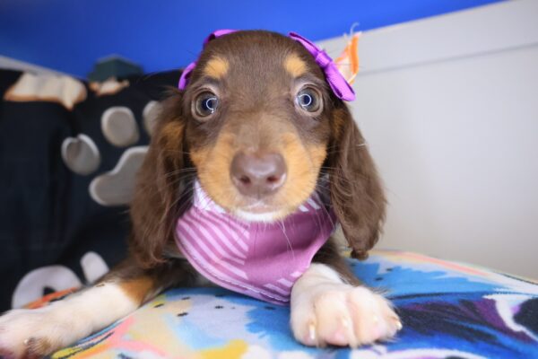 Ladybug Dachshund 01