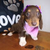 Ladybug Dachshund 02