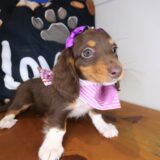 Ladybug Dachshund 04