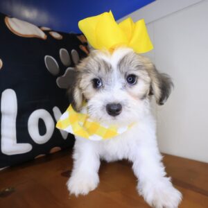 Lassie Teddy Bear 01 Lassie Teddy Bear 01