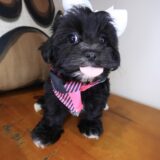 Lexus Morkie 04