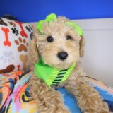 Lil_ Pep Poodle 01