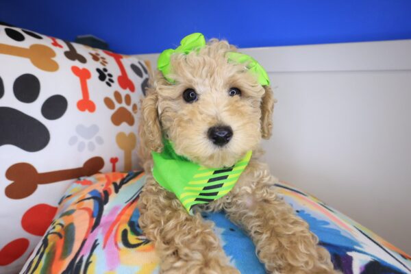 Lil_ Pep Poodle 01