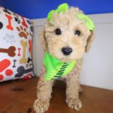 Lil_ Pep Poodle 04
