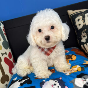 Logie Cavapoo 01