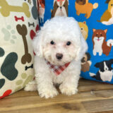 Logie Cavapoo 03