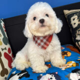 Logie Cavapoo 04