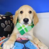 Logie Golden Retriever 01