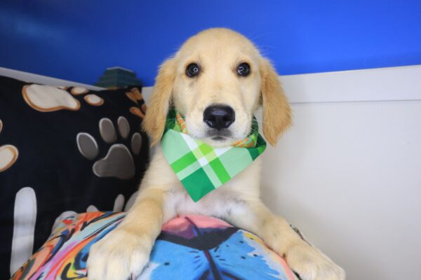 Logie Golden Retriever 01
