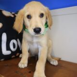 Logie Golden Retriever 02