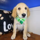 Logie Golden Retriever 03