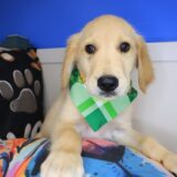 Logie Golden Retriever 04