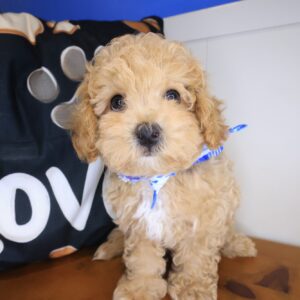 Louie Maltipoo 01 Louie Maltipoo 01