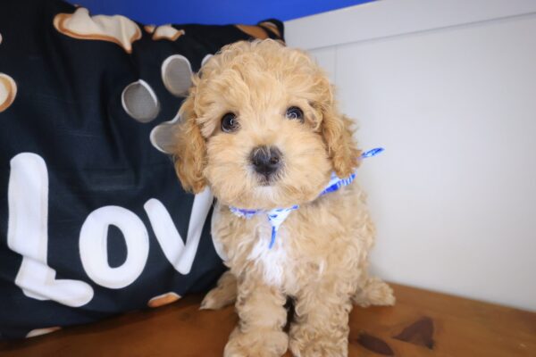 Louie Maltipoo 01