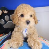 Louie Maltipoo 02