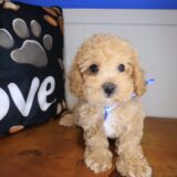 Louie Maltipoo 03